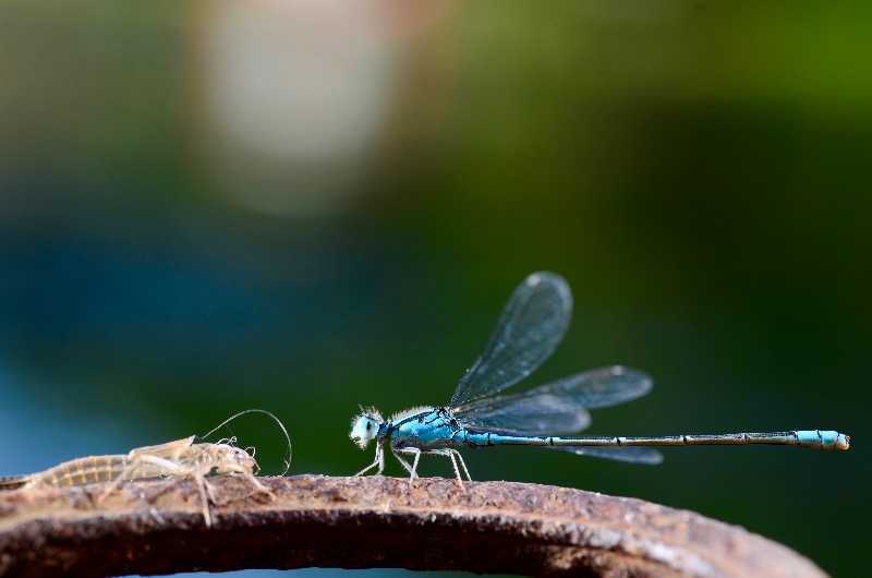 My Macro Photography in 2018